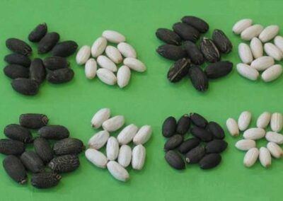 Seeds with different size, weight and oil content